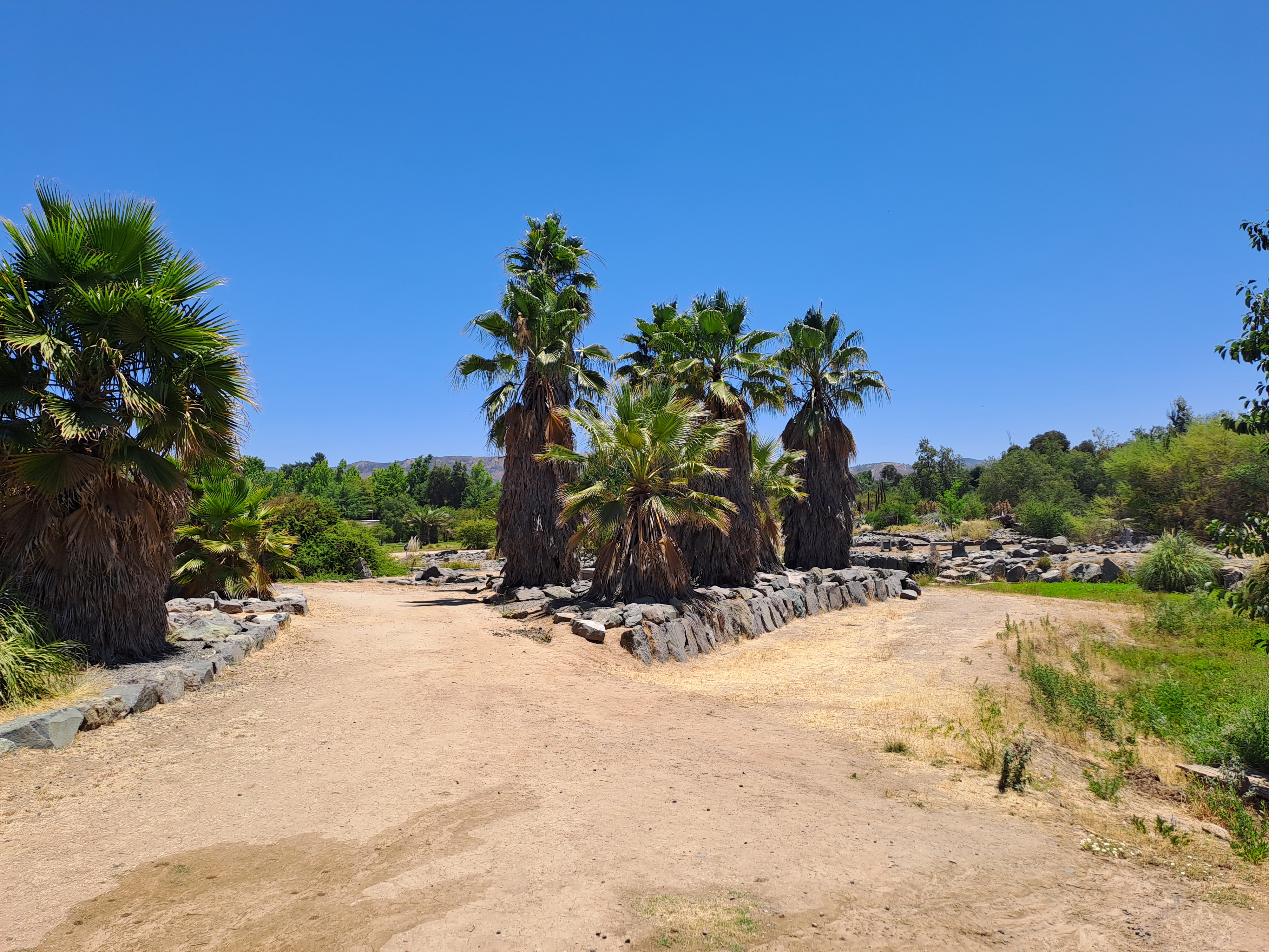 Forografía de las palmeras que cuenta el jardín, parte de su vegentación